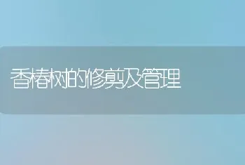 香椿树的修剪及管理