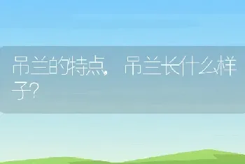 吊兰的特点