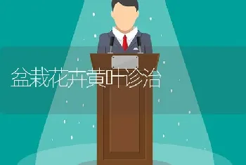 盆栽花卉黄叶诊治