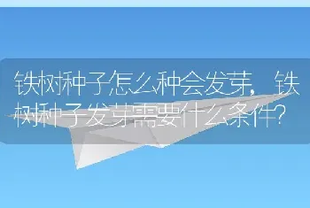 铁树种子怎么种会发芽