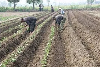 红薯种植苗期、控旺、病虫害管理汇总，想高产的赶紧了解！