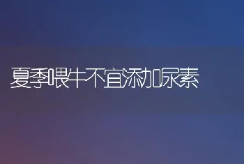 夏季喂牛不宜添加尿素