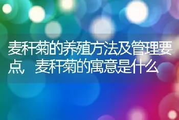 麦秆菊的养殖方法及管理要点