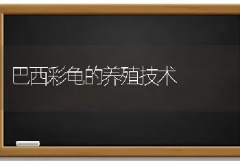 巴西彩龟的养殖技术