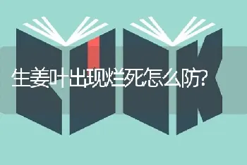 生姜叶出现烂死怎么防?