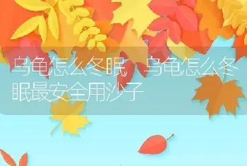 乌龟怎么冬眠