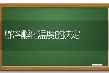 鸵鸟孵化温度的决定