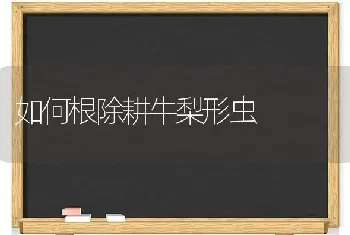 如何根除耕牛梨形虫