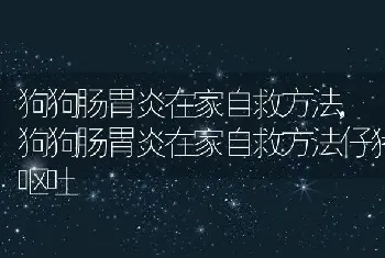 狗狗肠胃炎在家自救方法,狗狗肠胃炎在家自救方法仔猪呕吐