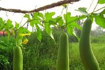 丝瓜开花不结瓜的原因和防治方法