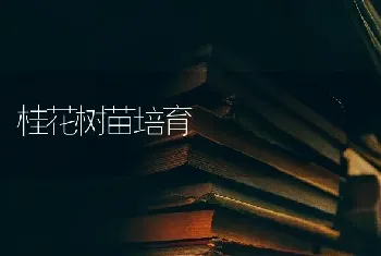 桂花树苗培育