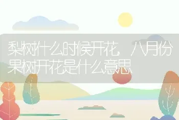 梨树什么时候开花