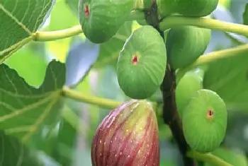 家里能种无花果树吗