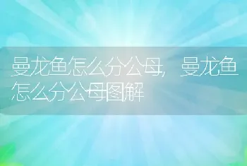 曼龙鱼怎么分公母