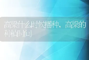 高粱什么时候播种