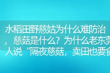 水稻田野慈姑为什么难防治