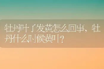 牡丹叶子发黄怎么回事