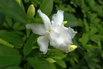 栀子花花期怎么浇水