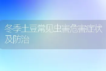 冬季土豆常见虫害危害症状及防治