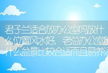 君子兰适合放办公室吗放什么位置风水好