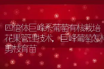 四倍体巨峰系葡萄有核栽培花果管理技术