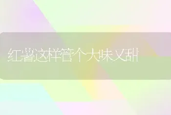 红薯这样管个大味又甜