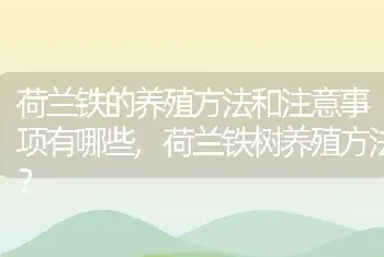 荷兰铁的养殖方法和注意事项有哪些