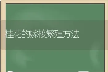 桂花的嫁接繁殖方法