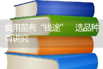 食用菌有“钱途” 选品种有讲究