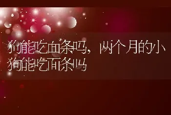 狗能吃面条吗,两个月的小狗能吃面条吗