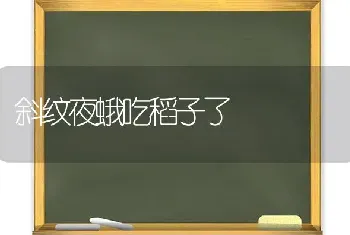 斜纹夜蛾吃稻子了