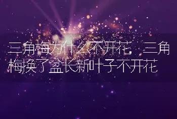 三角梅为什么不开花