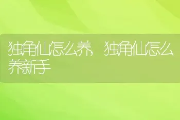 独角仙怎么养,独角仙怎么养新手