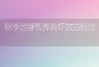 秋季池塘暂养青虾效益极佳