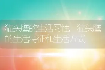 猫头鹰的生活习性