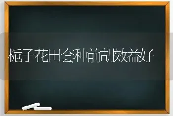 栀子花田套种前胡效益好