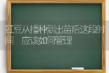 豇豆从播种到出苗后这段时间 应该如何管理