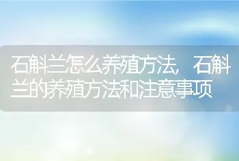 石斛兰怎么养殖方法