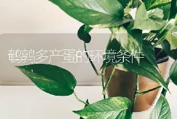 鹌鹑多产蛋的环境条件