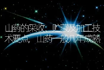 山药的采收、贮藏及加工技术要点