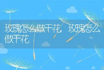 玫瑰怎么做干花