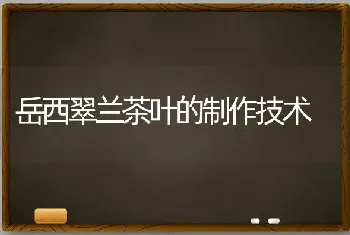 岳西翠兰茶叶的制作技术