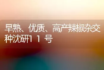 早熟、优质、高产辣椒杂交种沈研11号