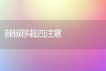 辣椒移栽四注意