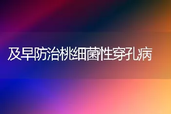 及早防治桃细菌性穿孔病