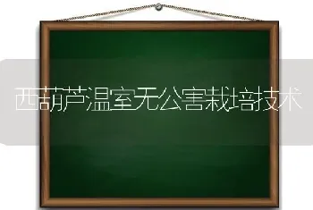 西葫芦温室无公害栽培技术