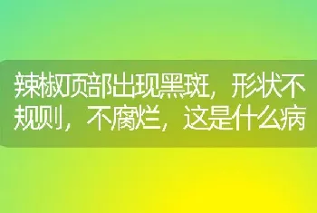 辣椒顶部出现黑斑,形状不规则,不腐烂,这是什么病