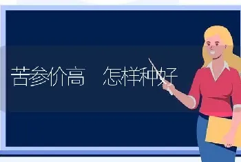 苦参价高　怎样种好