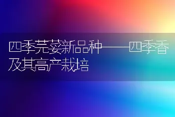 四季芫荽新品种——四季香及其高产栽培