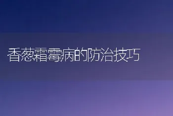 香葱霜霉病的防治技巧